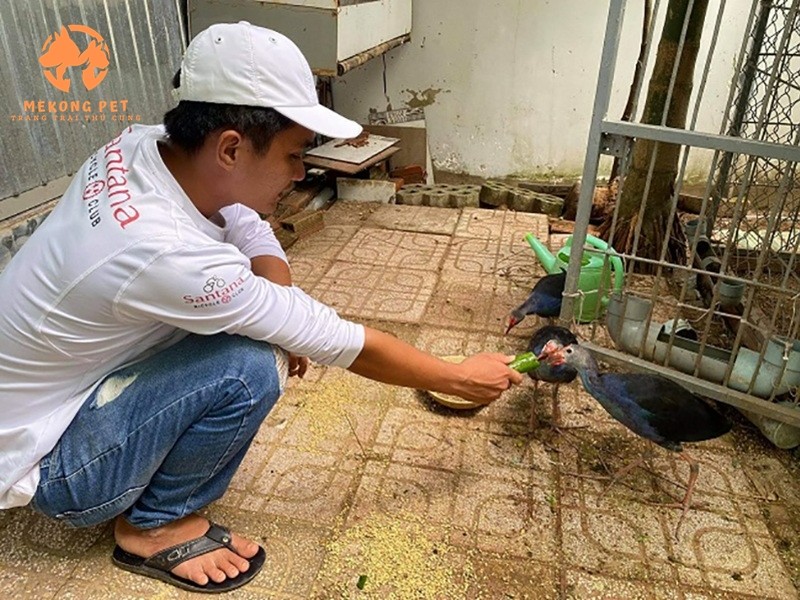 Chim trích cồ ăn gì? Thức ăn tốt nhất cho chim trích cồ&nbsp; khỏe mạnh
